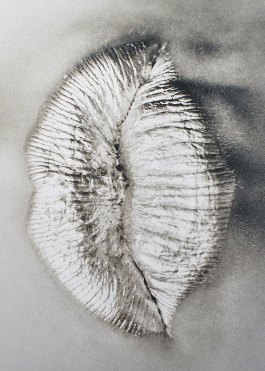 Ana Domínguez Studio: Hereu (Fig. 22)