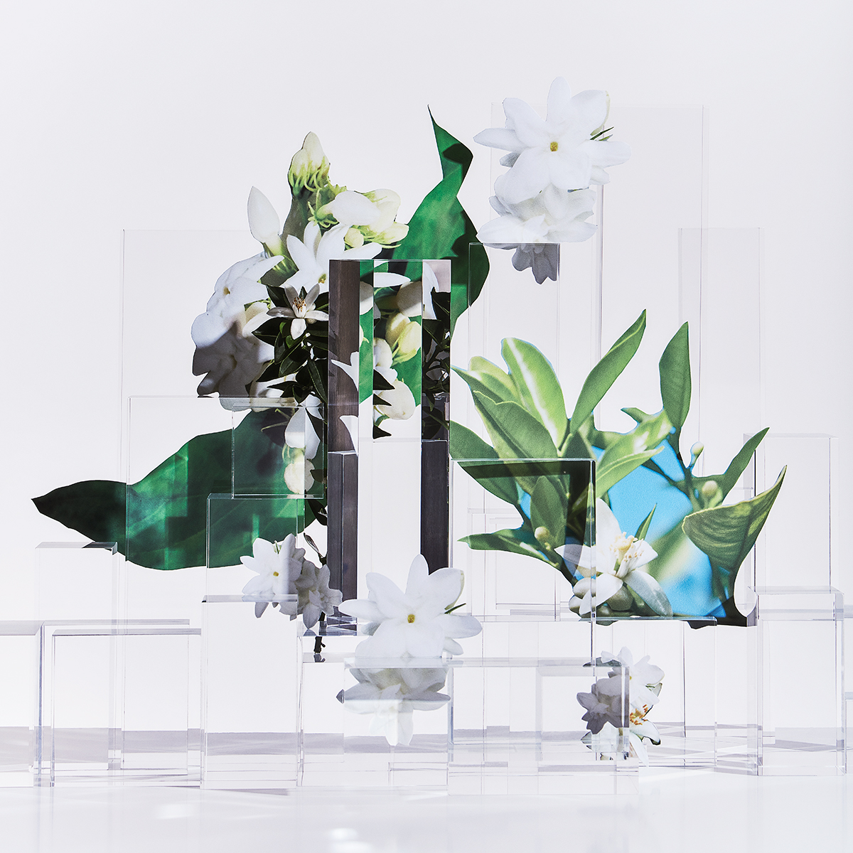 Ana Domínguez Studio: Loewe Perfumes (Fig. 36)