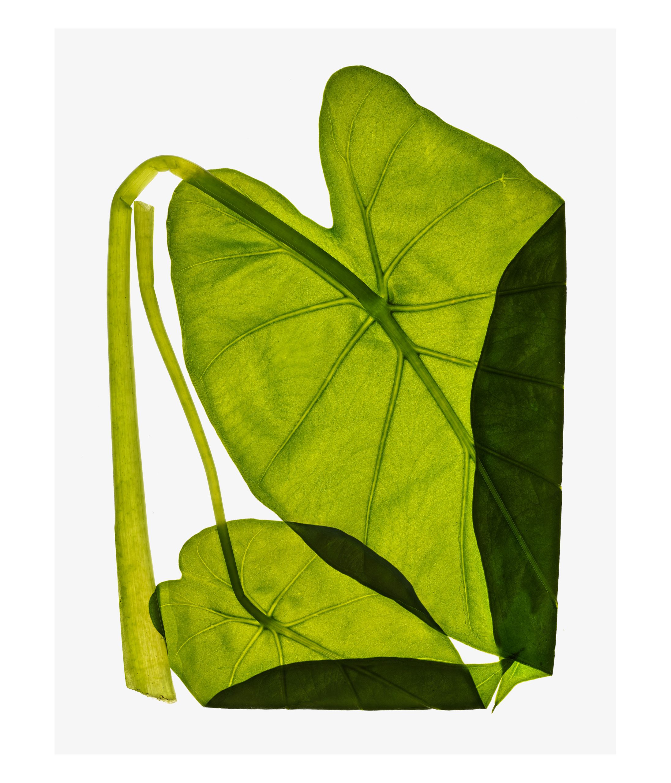 Ana Domínguez Studio: Forest x Zara (Fig. 16)