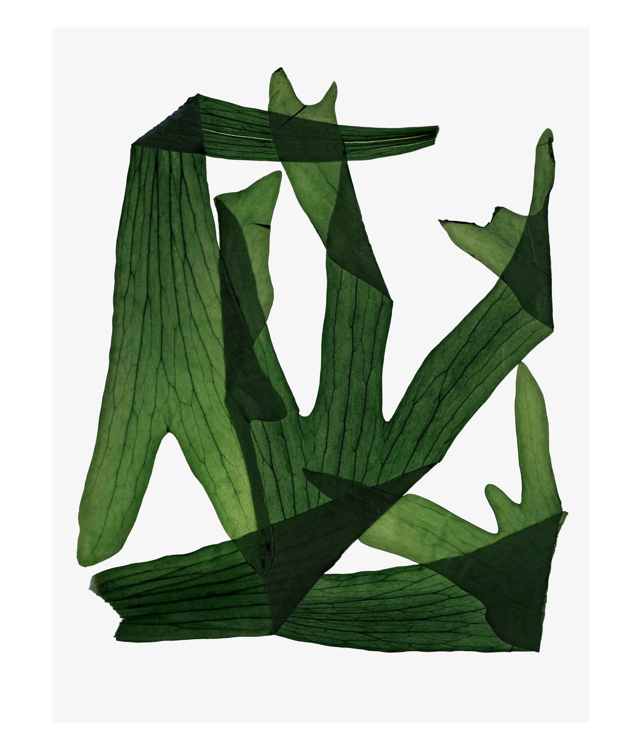 Ana Domínguez Studio: Forest x Zara (Fig. 2)