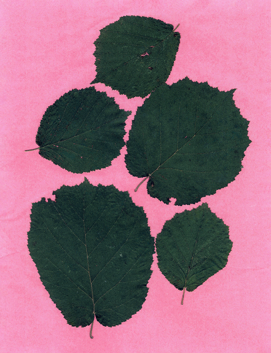 Ana Domínguez Studio: Autumn Herbarium x The Plant (Fig. 3)