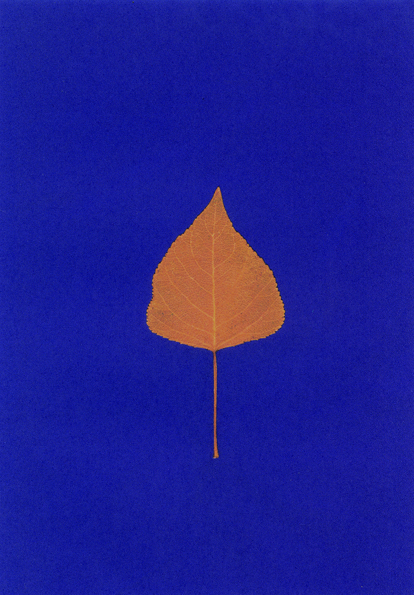 Ana Domínguez Studio: Autumn Herbarium x The Plant (Fig. 6)