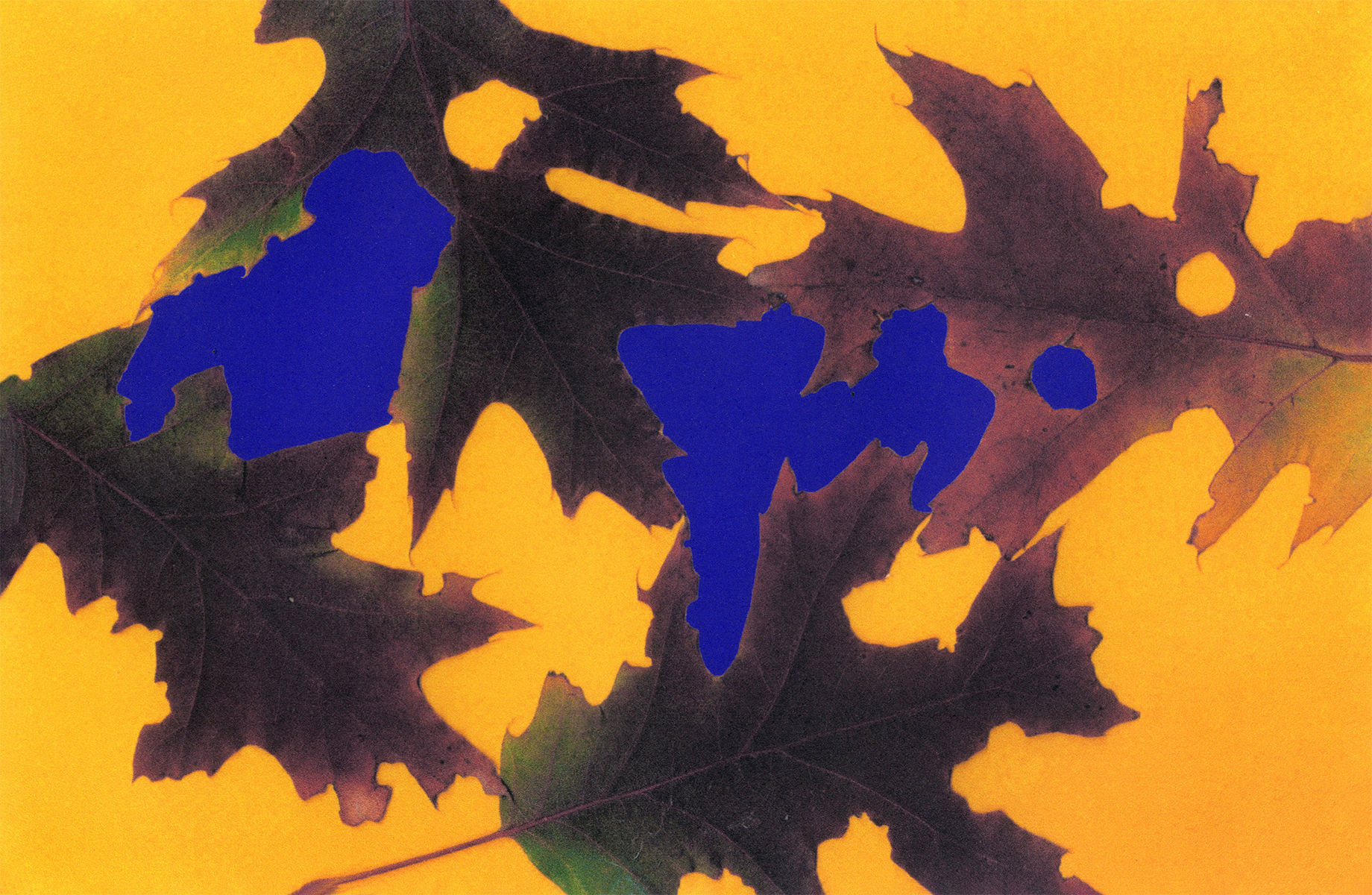 Ana Domínguez Studio: Autumn Herbarium x The Plant (Fig. 5)