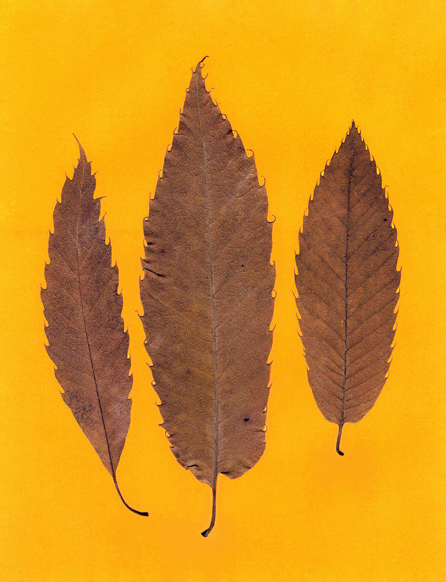 Ana Domínguez Studio: Autumn Herbarium x The Plant (Fig. 4)