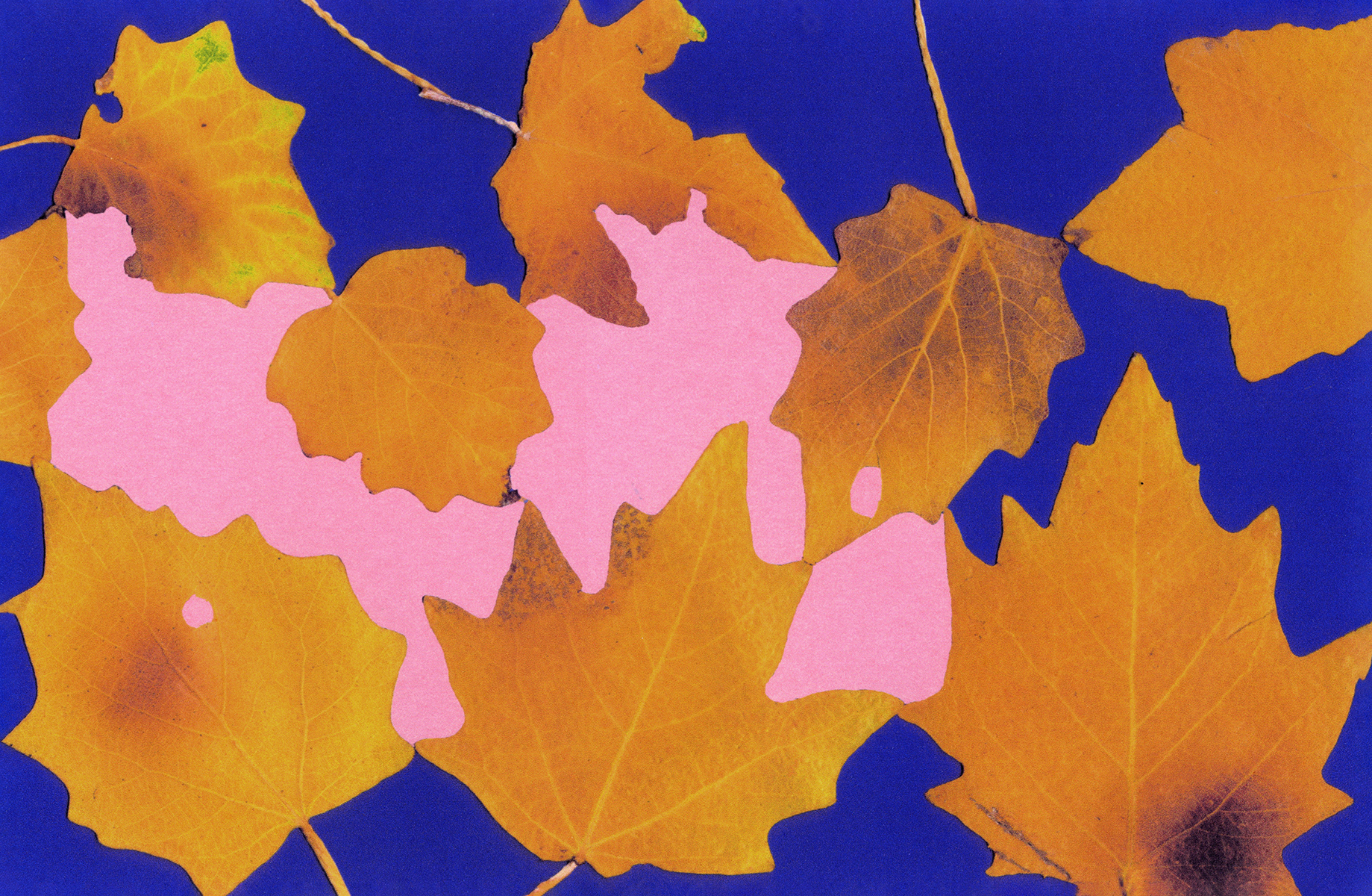 Ana Domínguez Studio: Autumn Herbarium x The Plant (Fig. 1)