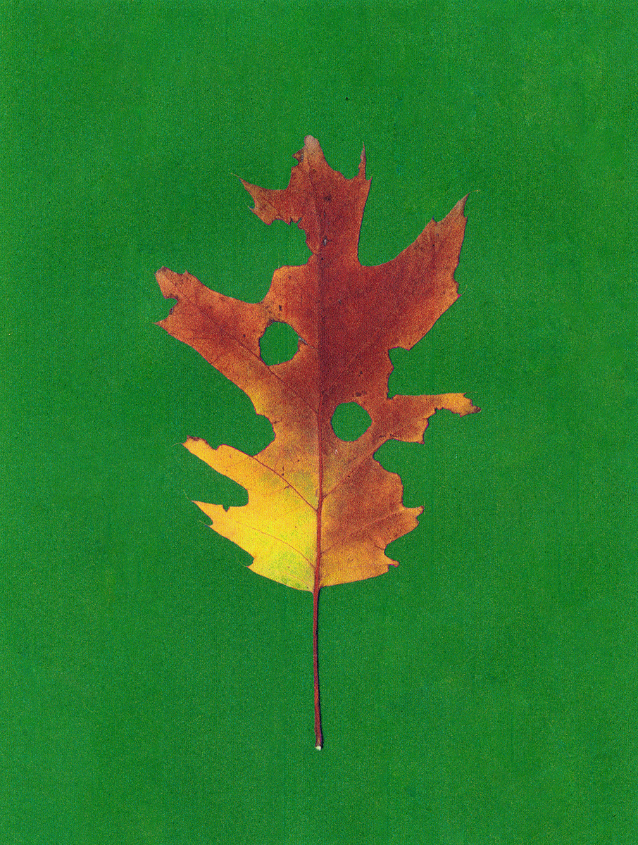 Ana Domínguez Studio: Autumn Herbarium x The Plant (Fig. 8)