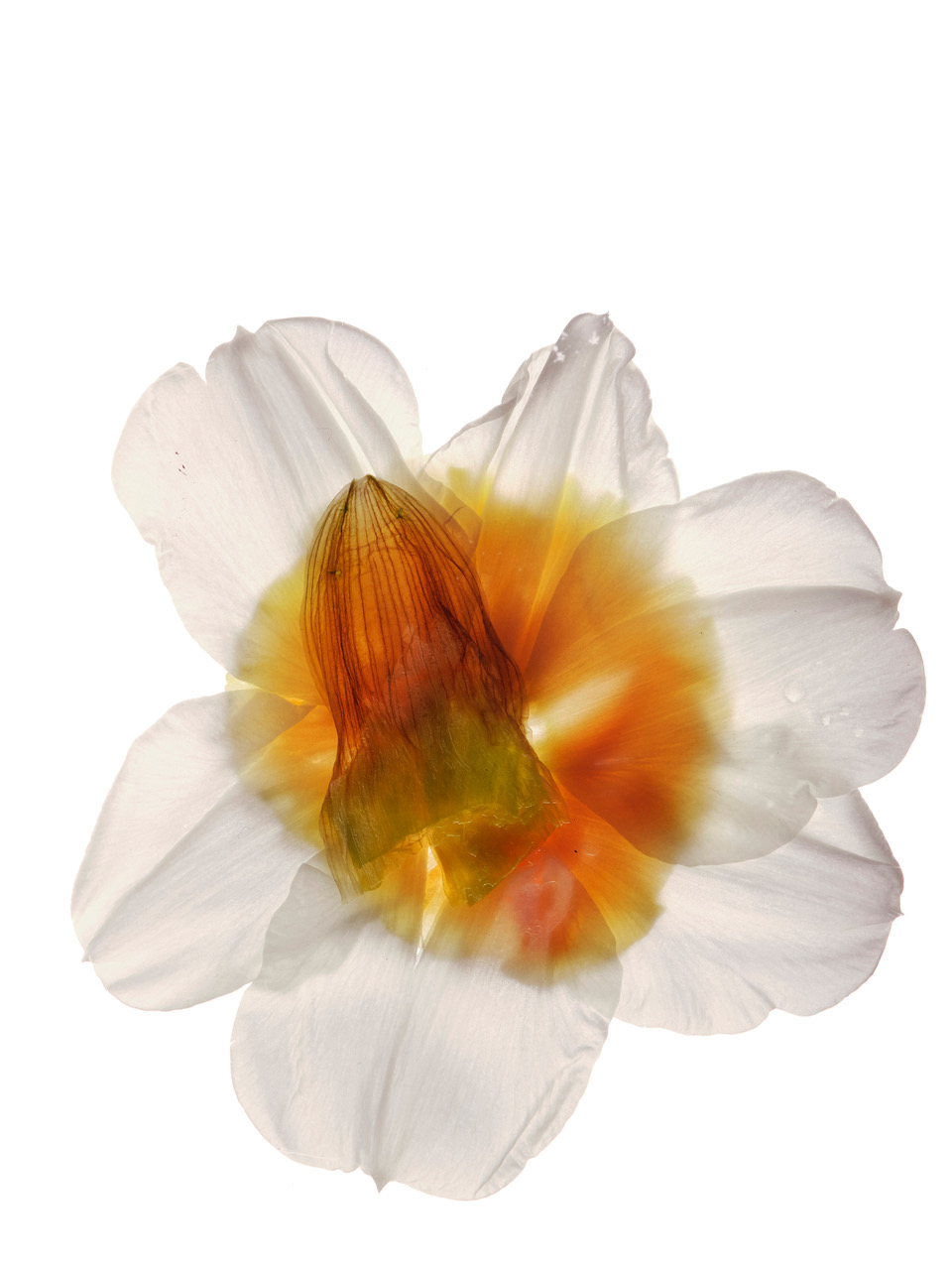 Ana Domínguez Studio: Broken Flowers. Outtakes from TAA ingredient series (Fig. 6)