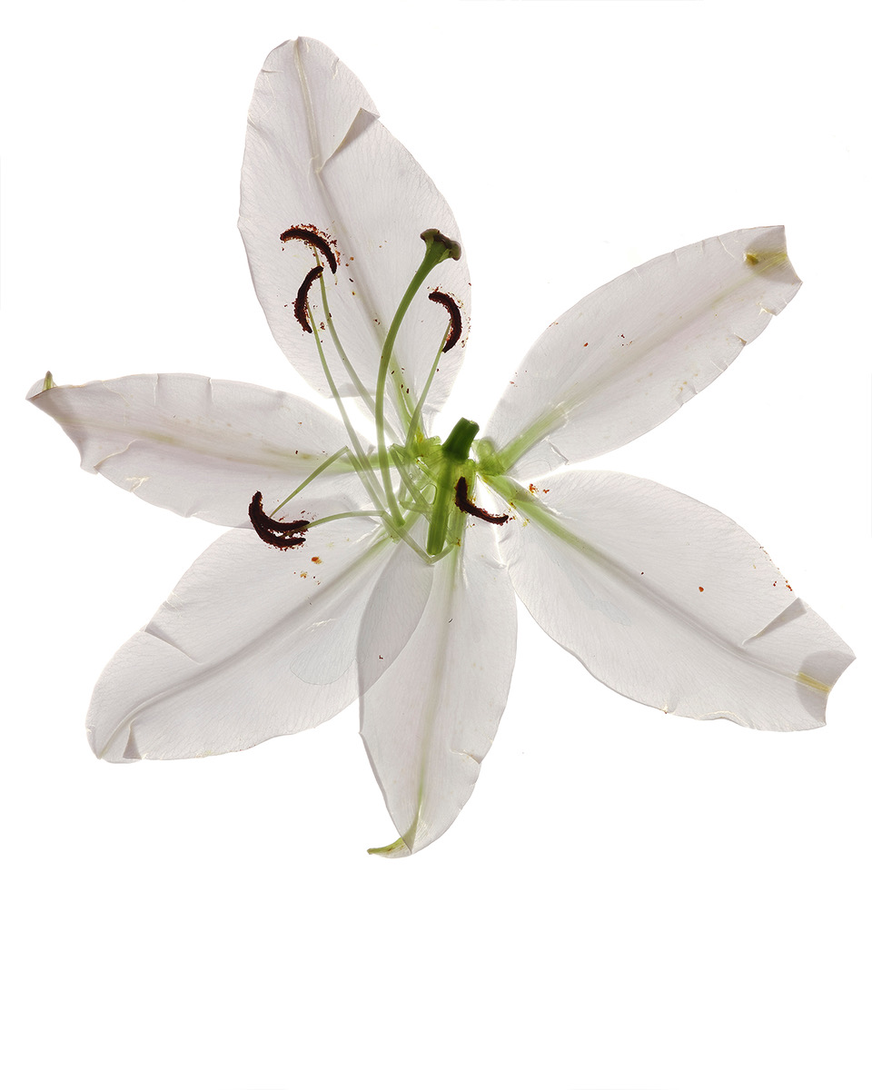 Ana Domínguez Studio: Broken Flowers. Outtakes from TAA ingredient series (Fig. 4)
