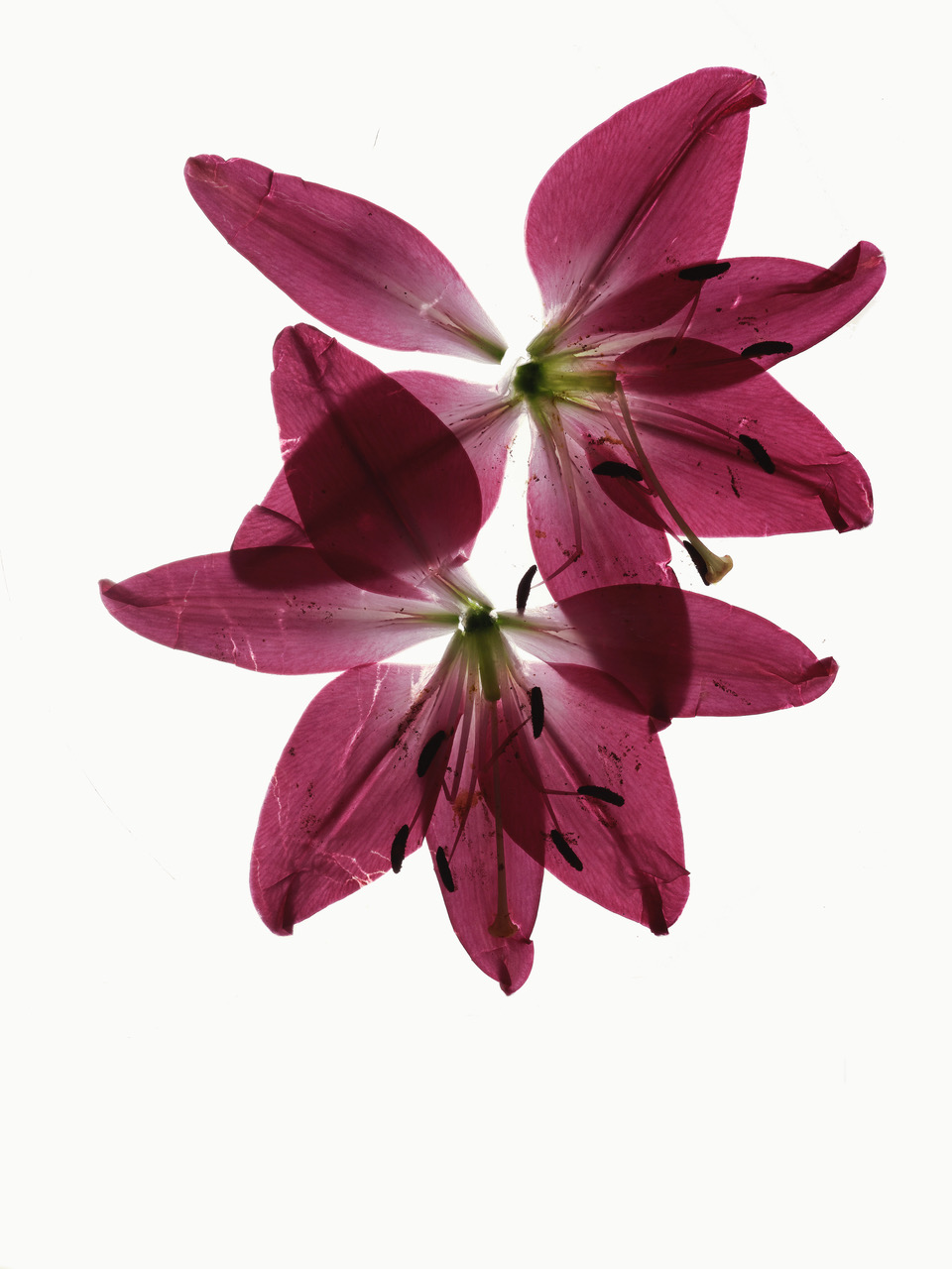 Ana Domínguez Studio: Broken Flowers. Outtakes from TAA ingredient series (Fig. 23)