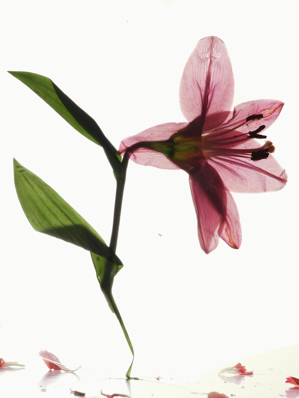 Ana Domínguez Studio: Broken Flowers. Outtakes from TAA ingredient series (Fig. 3)
