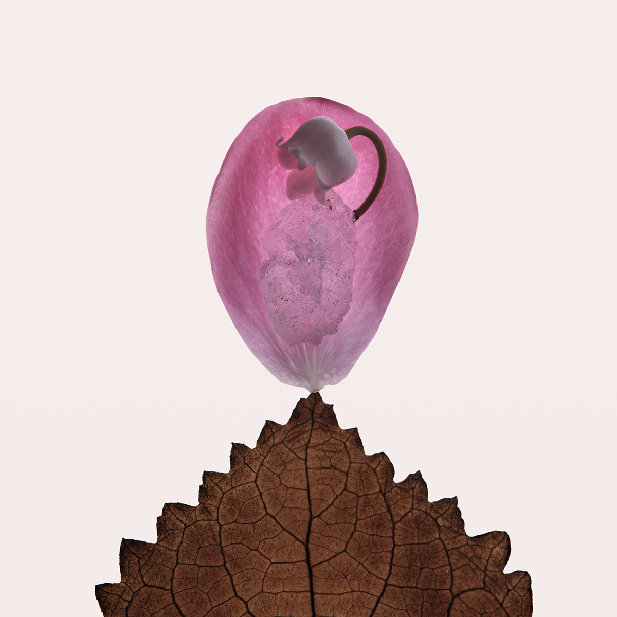 Ana Domínguez Studio: The Alchemist Atelier Still Lifes (Fig. 8)