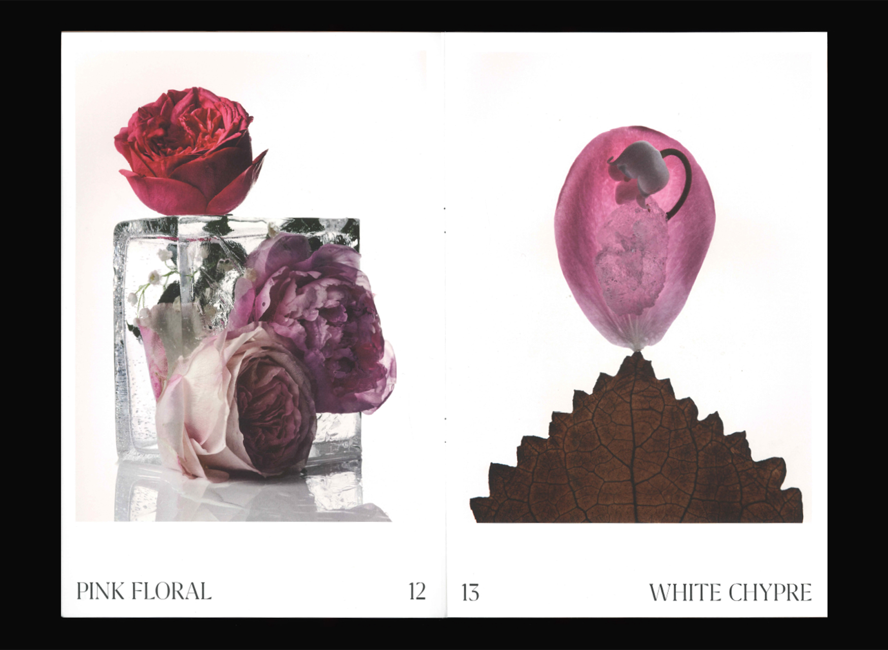 Ana Domínguez Studio: The Alchemist Atelier Still Lifes (Fig. 3)