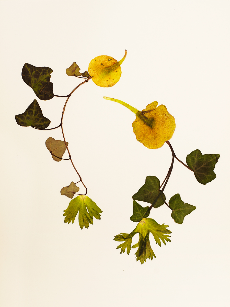 Ana Domínguez Studio: Birds x The Plant (Fig. 1)