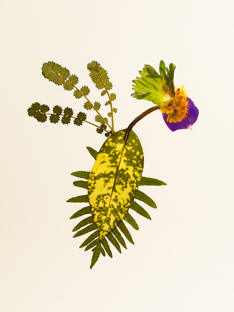 Ana Domínguez Studio: Birds x The Plant (Fig. 5)