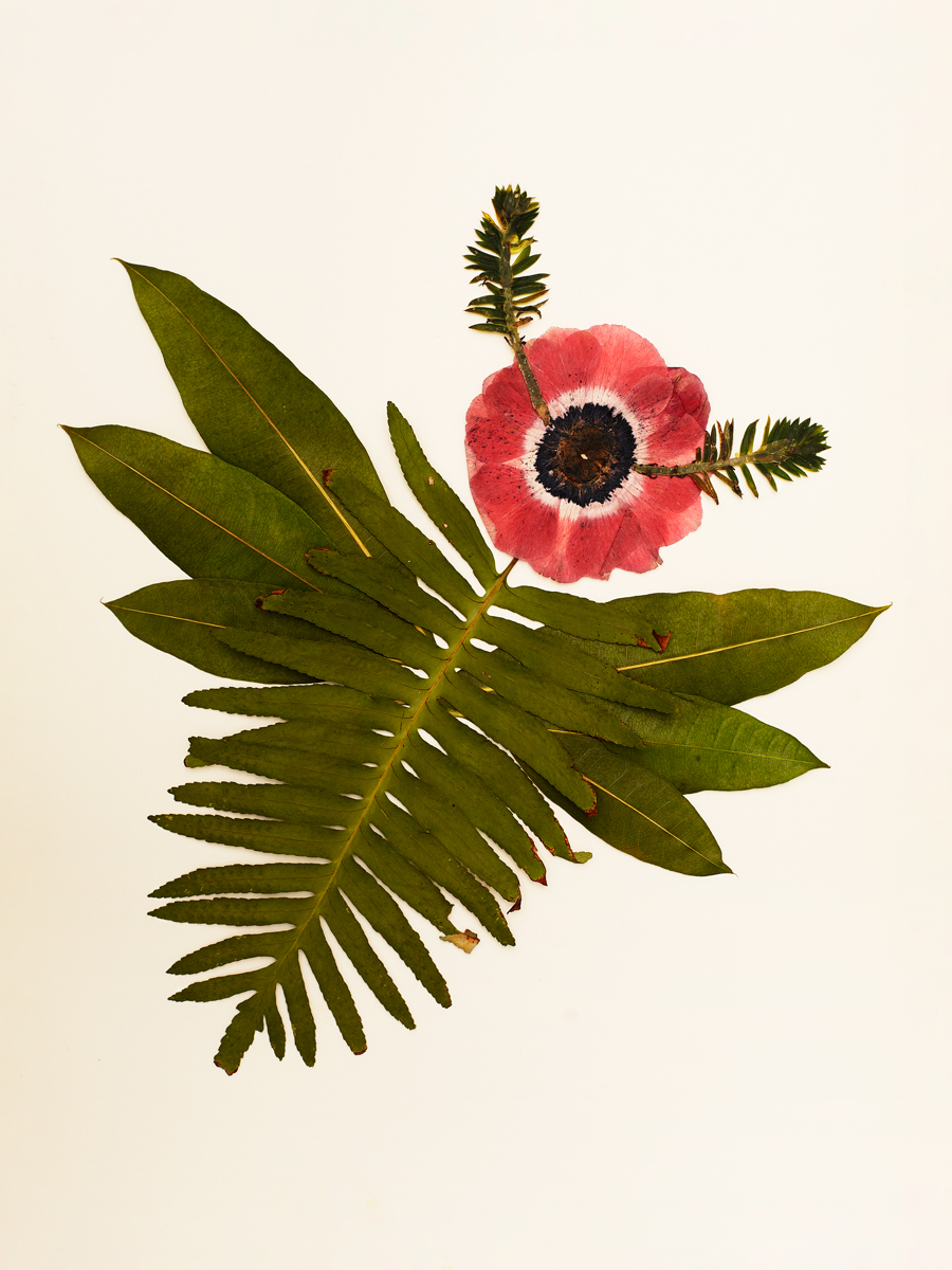 Ana Domínguez Studio: Birds x The Plant (Fig. 6)