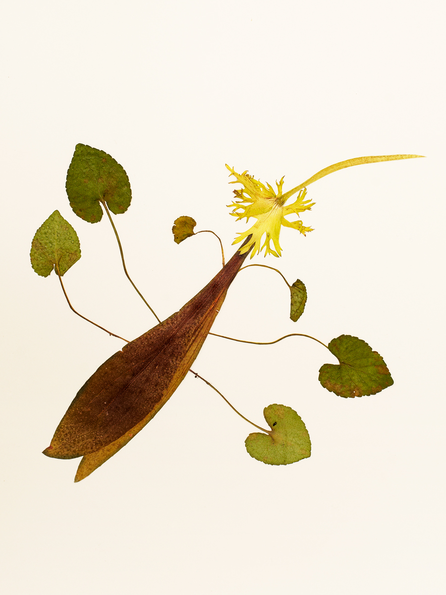 Ana Domínguez Studio: Birds x The Plant (Fig. 3)