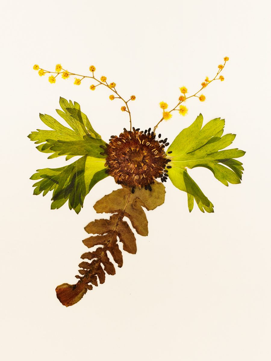 Ana Domínguez Studio: Birds x The Plant (Fig. 13)