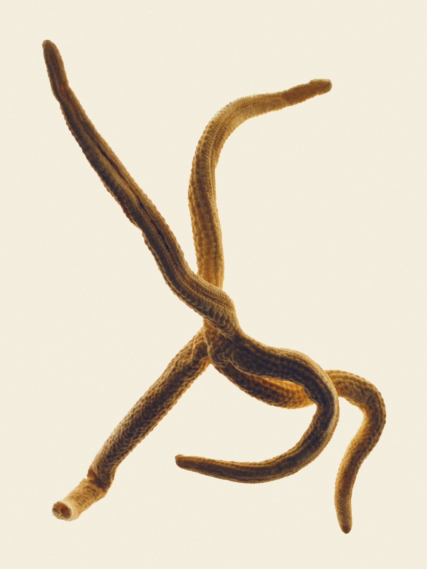 Ana Domínguez Studio: Amulets X The Plant (Fig. 7)