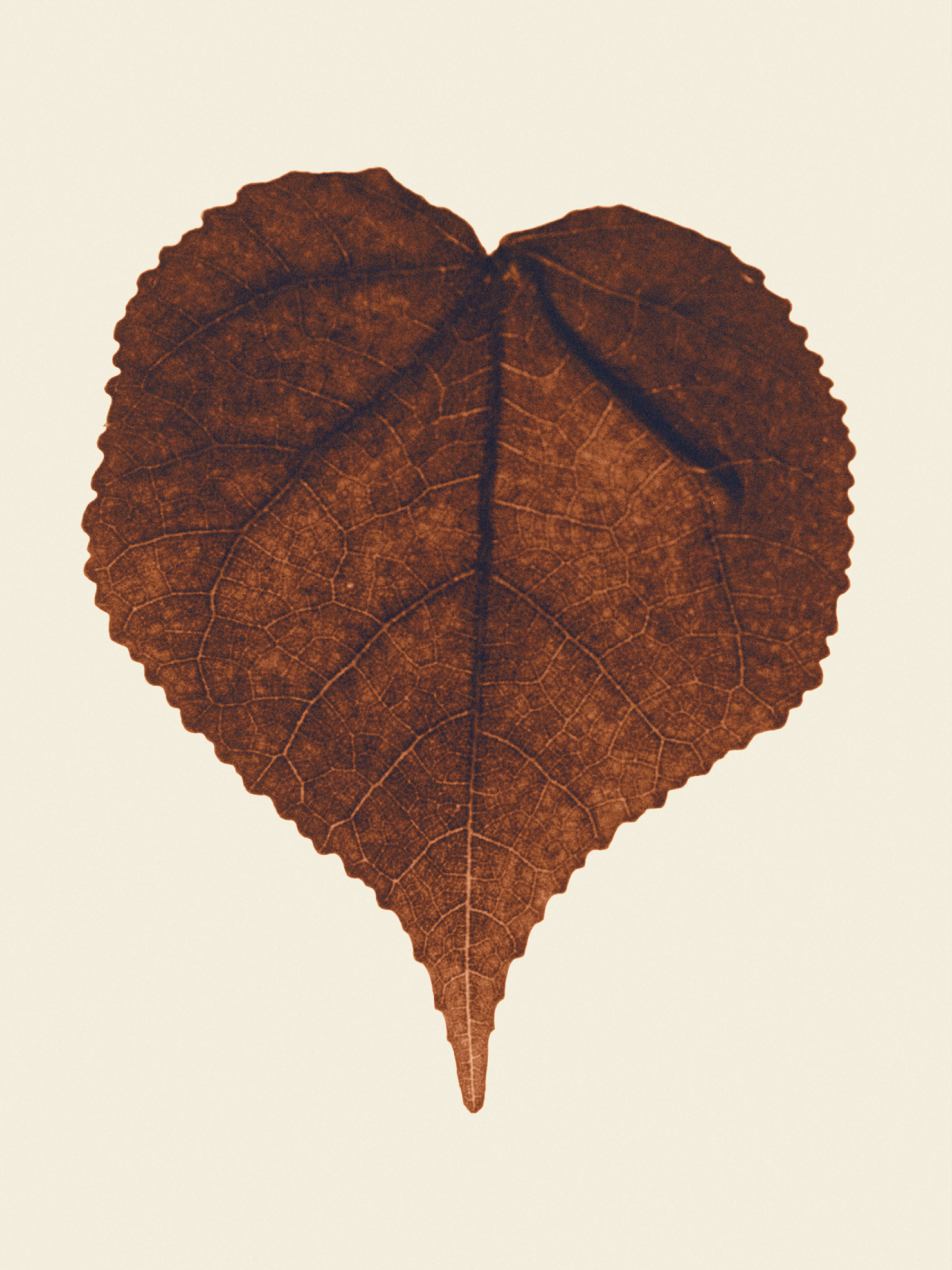 Ana Domínguez Studio: Amulets X The Plant (Fig. 31)