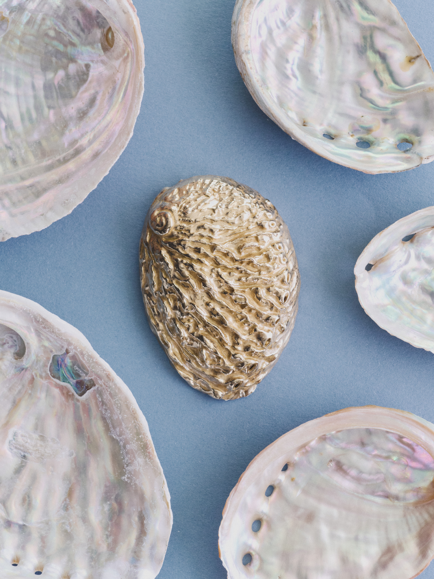 Ana Domínguez Studio: Abalone X Acierta (Fig. 14)