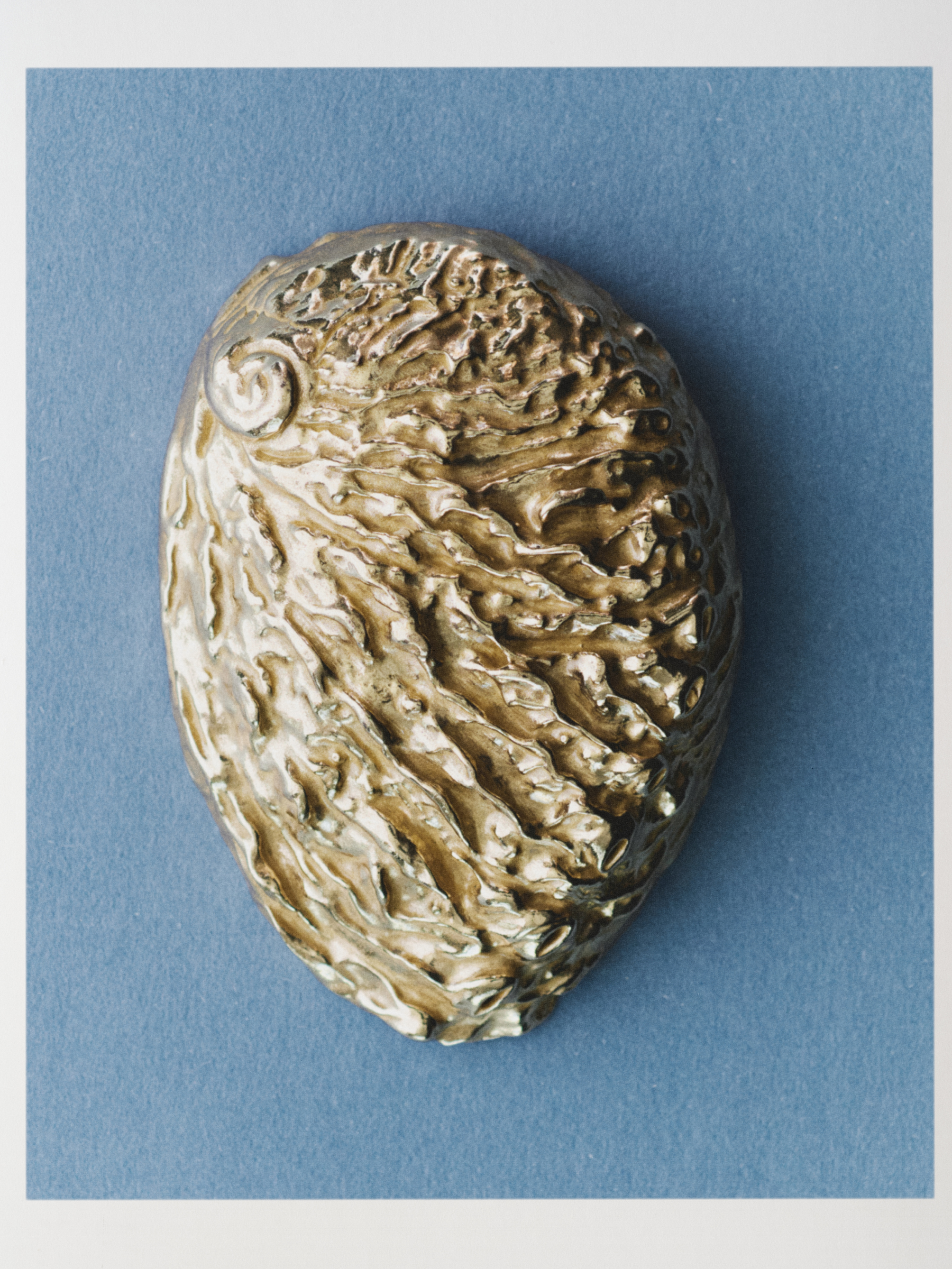 Ana Domínguez Studio: Abalone X Acierta (Fig. 3)